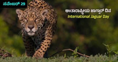 International Jaguar Day
