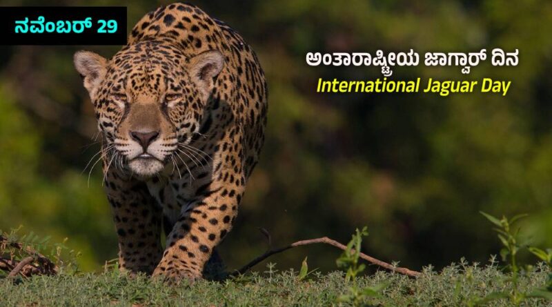 International Jaguar Day