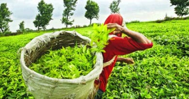 Largest Tea Exporter