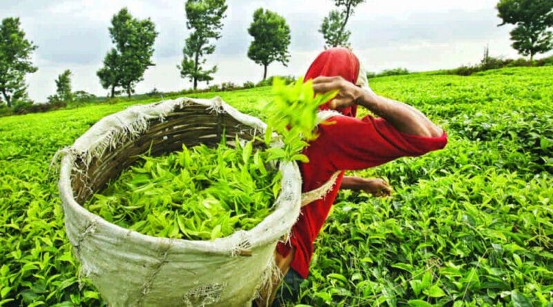 Largest Tea Exporter
